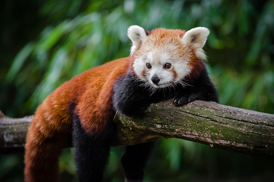 Red Panda, panda, hanging, tree, branch, animal themes, one animal, animal, animal wildlife, mammal