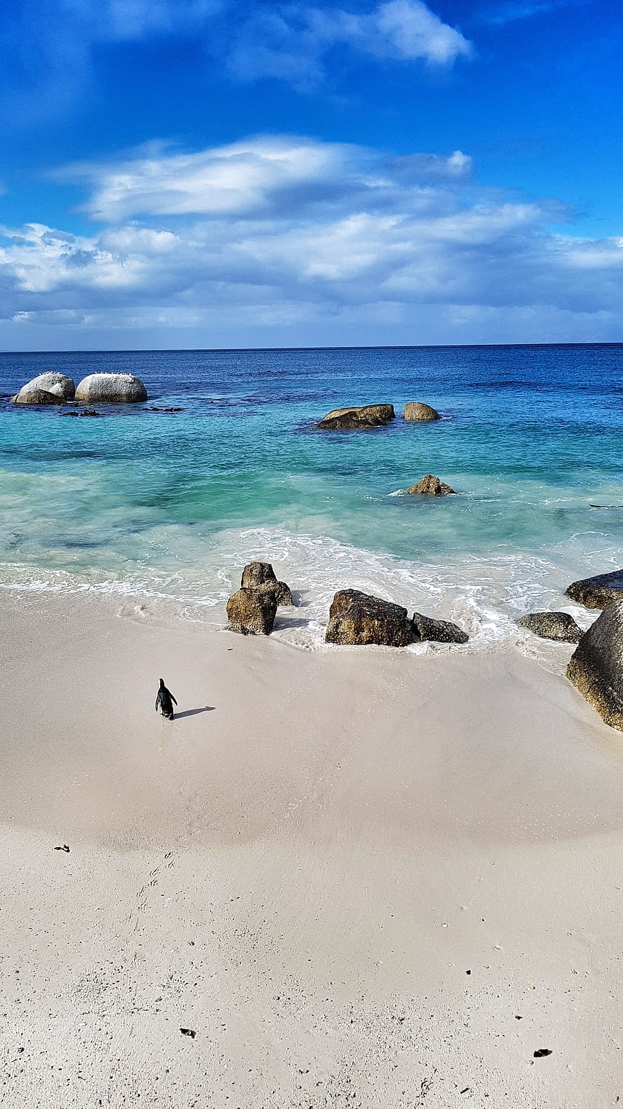 Beach, Sea, Penguin, South Africa, cape town, simon's town, by the sea, beach sea, holiday, most beach