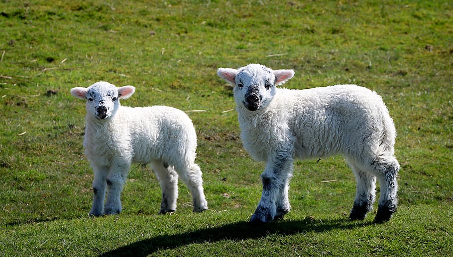 2, 白, 子羊, 立っている, 芝生, 羊, 良い, 若い, 甘い, schäfchen