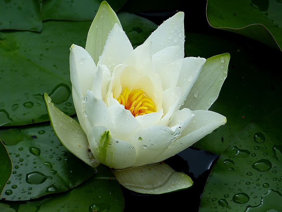 water lily, white, green, water, aquatic plant, plant, raindrop, flower, white water lily, garden
