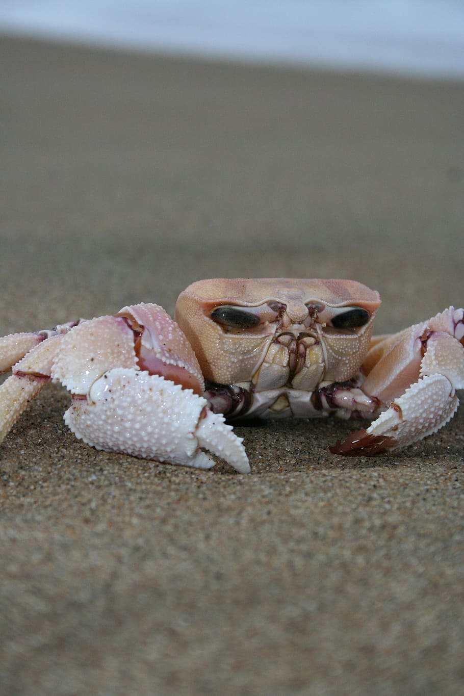 crab, sand, beach, ocean, crustacean, marine, claw, creature, shellfish, coast