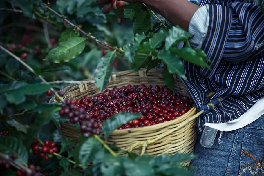person, collecting, coffee fruits, coffe, field, court cafe, food and drink, food, fruit, healthy eating
