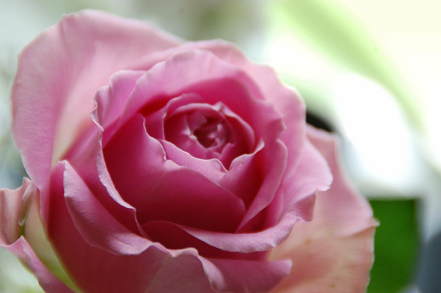 pink rose, ros, romantically, color, roses, summer, flower, rose - flower, petal, flower head