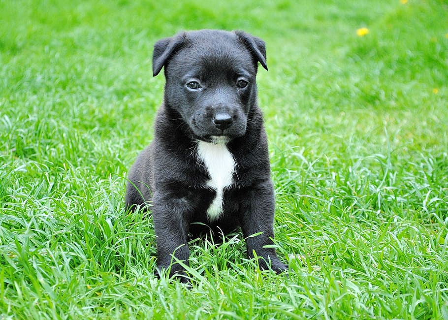berlapis pendek, hitam, putih, anak anjing, hijau, rumput, anjing, anjing muda, hewan peliharaan, hewan