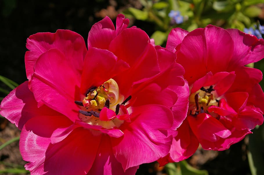 tulipas, tulipas vermelhas, vermelho, flor, primavera, natureza, flores, flor da primavera, planta, bloomer cedo