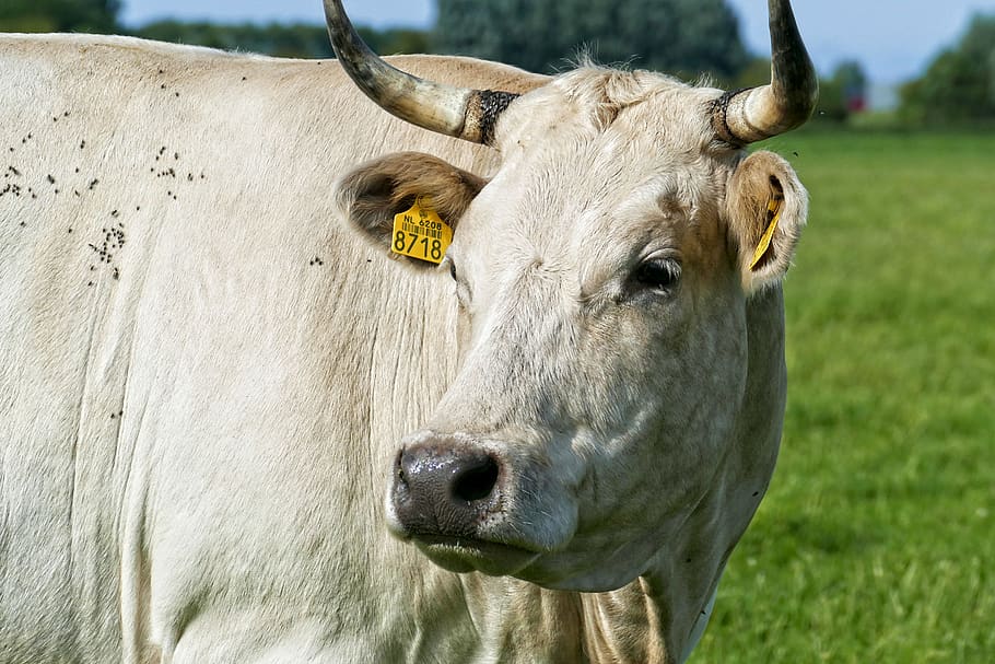 cow, cows, cattle, meadow, animal, beef, farm, herkauwer, grass, oxen