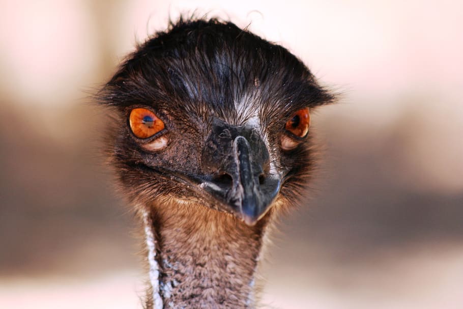 emu, head, australia, eyes, stare, bird, one animal, animal body part, ostrich, portrait