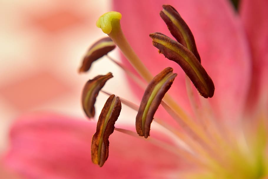 lily, flower, petals, pistil, style, anthers, macro, bloom, nature, freshness