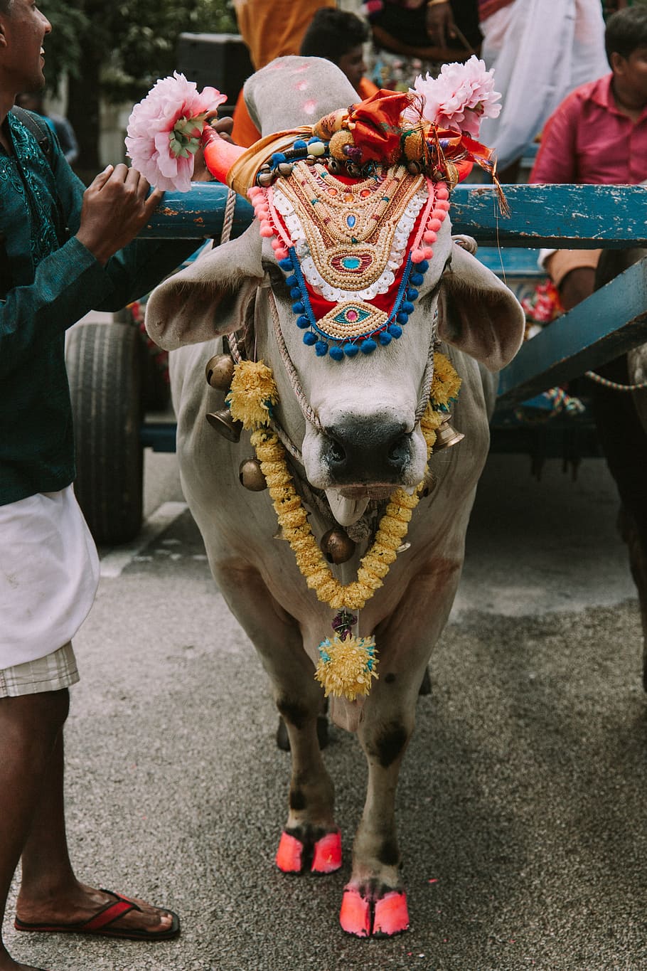 sapi, suci, india, hindu, tradisional, hewan, agama, kerohanian, budaya, orang insidental