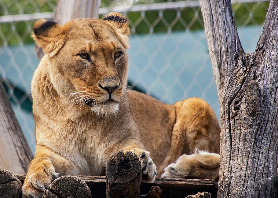 lioness, lion, mammal, animal, animal world, big cat, nature, carnivores, zoo, animal park schönbrunn