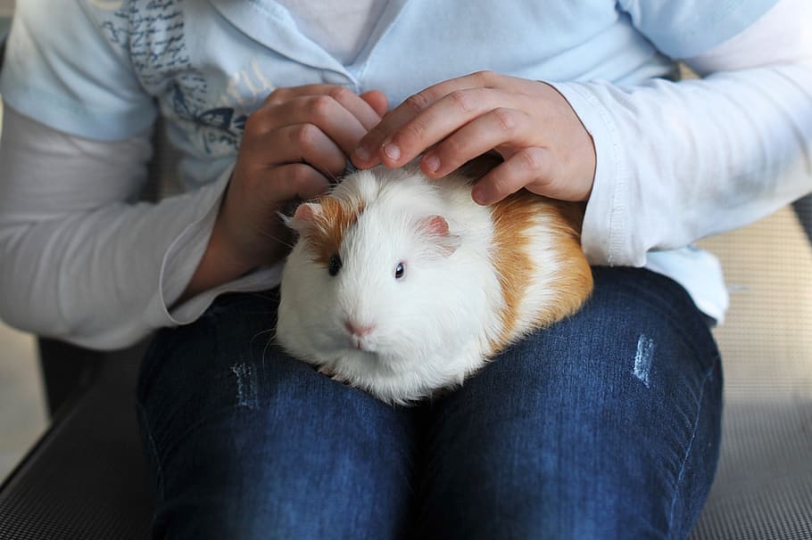 guinea pig, pet, rodent, cute, animal, sweet, stroke, mammal, midsection, pets