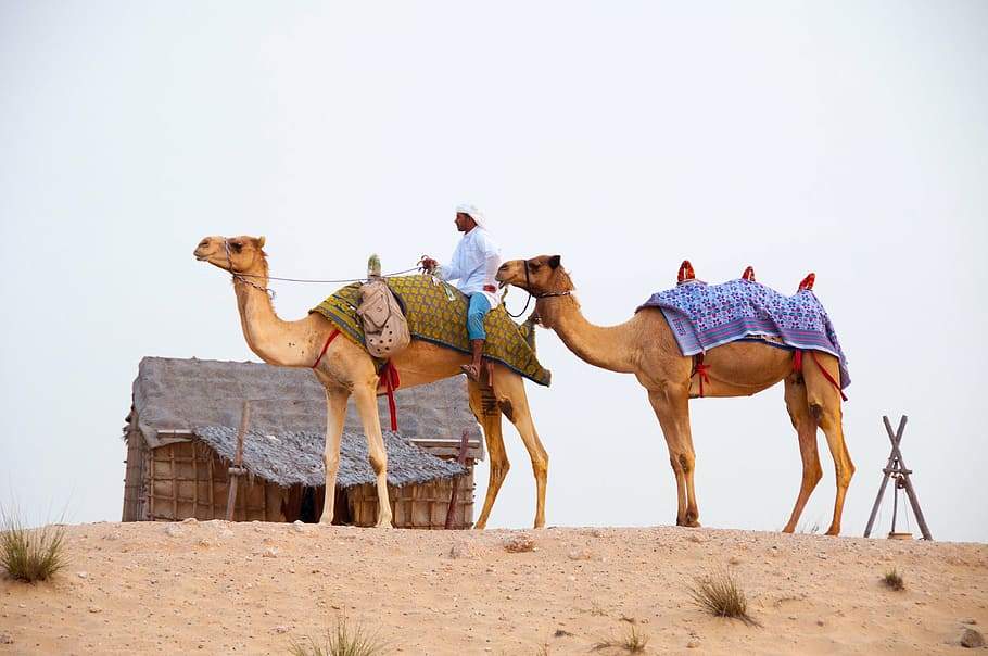 two, camels, sand, man, desert, dubai, camel, arabia, dromedary Camel, animal