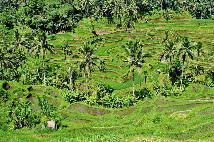 green, coconut tree, daytime, greenery, paddy, fields, rice, crops, palms, coconut
