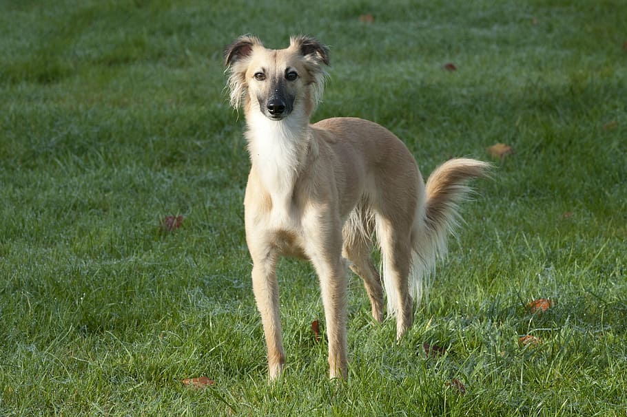 adult brown saluki, silken wind sprite, longhaired whippet, dog, greyhound, grass, domestic, pets, domestic animals, mammal