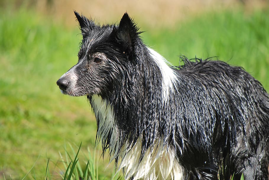 perro, mojado, border collie, mascota, blanco, negro, bestia, collie, animal, blanco negro