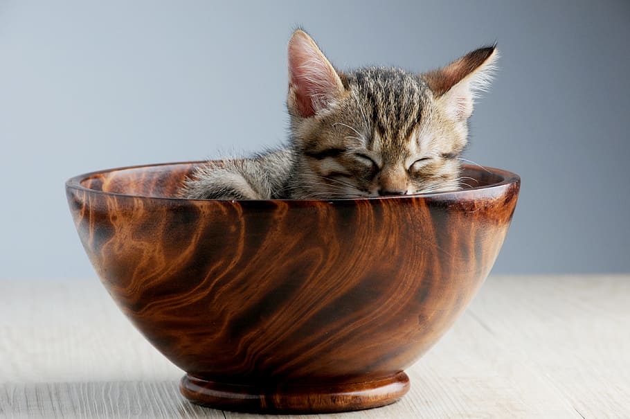 grey, black, tabby, kitten, brown, wooden, bowl, pet, cat, sleeping their palate
