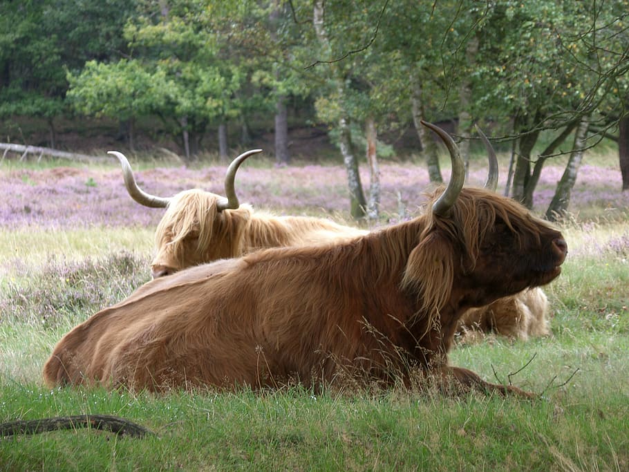 Beef, Cow, Horns, Cows, Oxen, beef, cow, scottish highlanders, bovine species, mammal, highlander