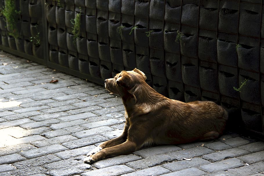 dog, canine, working, attentive, resting, laying down, looking, portrait, companion, bricks