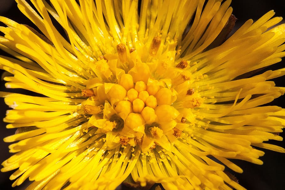 tussilago farfara, flower, macro, close, blossom, bloom, yellow, tussilago, composites, asteraceae