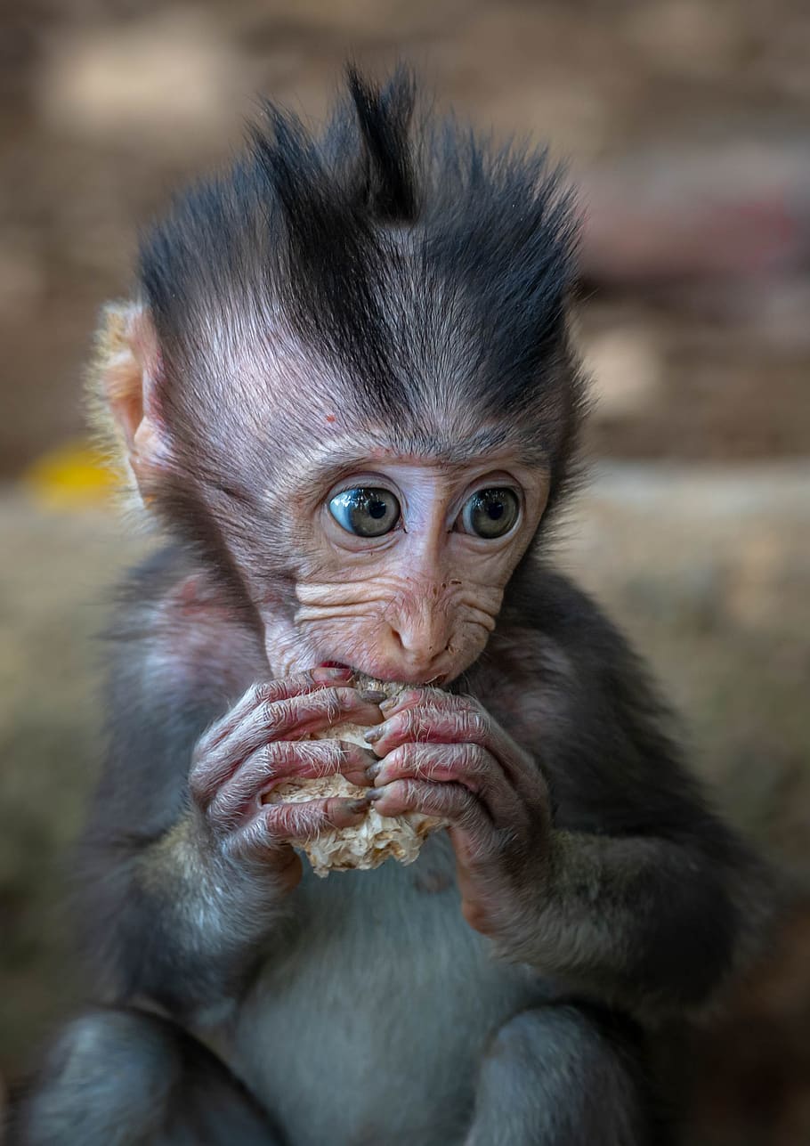 monkey, macaque, infant, baby, ubud sacred monkey temple, monkey forest, cute, hungry, eyes, primate
