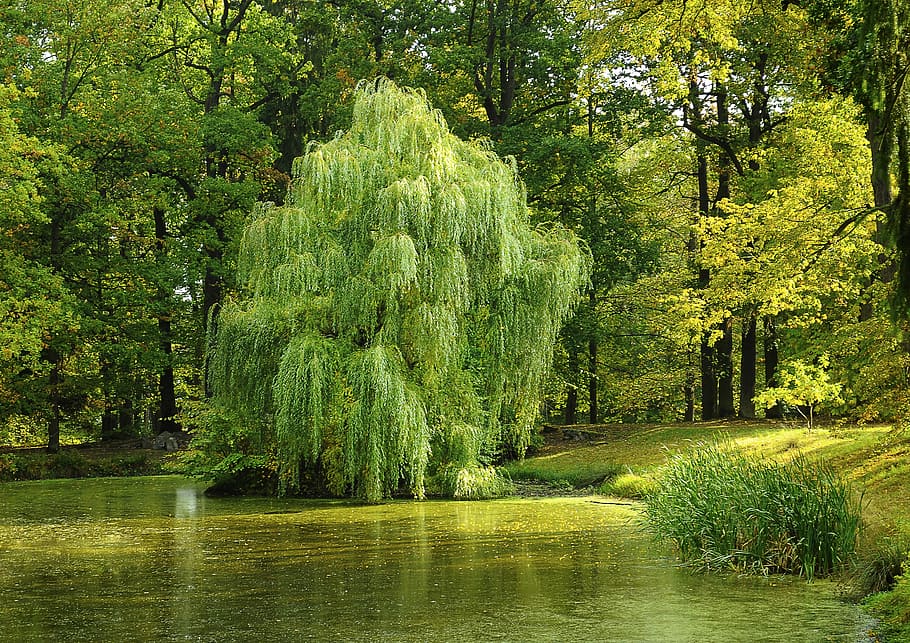 tall, trees, swamp, tree, pond, willow, nature, forest, surface, south bohemia