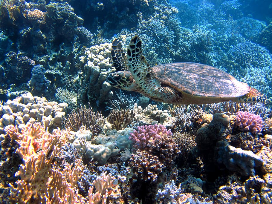 foto, kura-kura laut, samudra, kura-kura, laut, meeresbewohner, bawah air, laut merah, karang, penyelaman