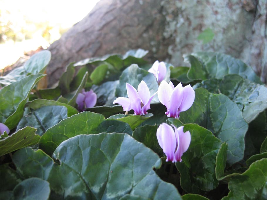 cyclamen, purple, pink, flower, tree, glastonbury abbey, flowering plant, plant, beauty in nature, leaf