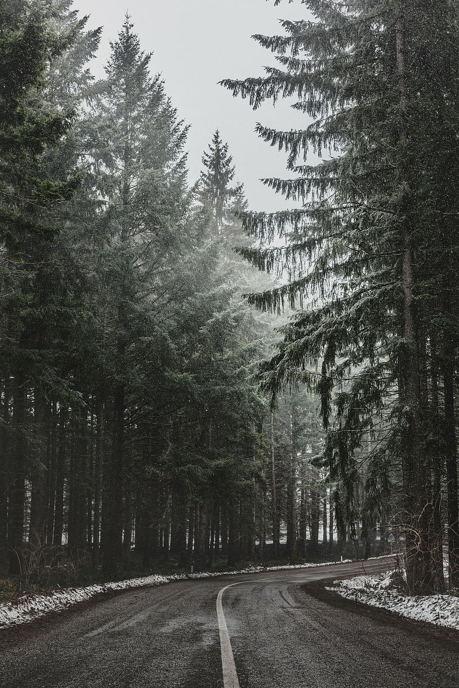 road pavement, surrounded, pine trees, trees, plant, nature, road, travel, black and white, fog