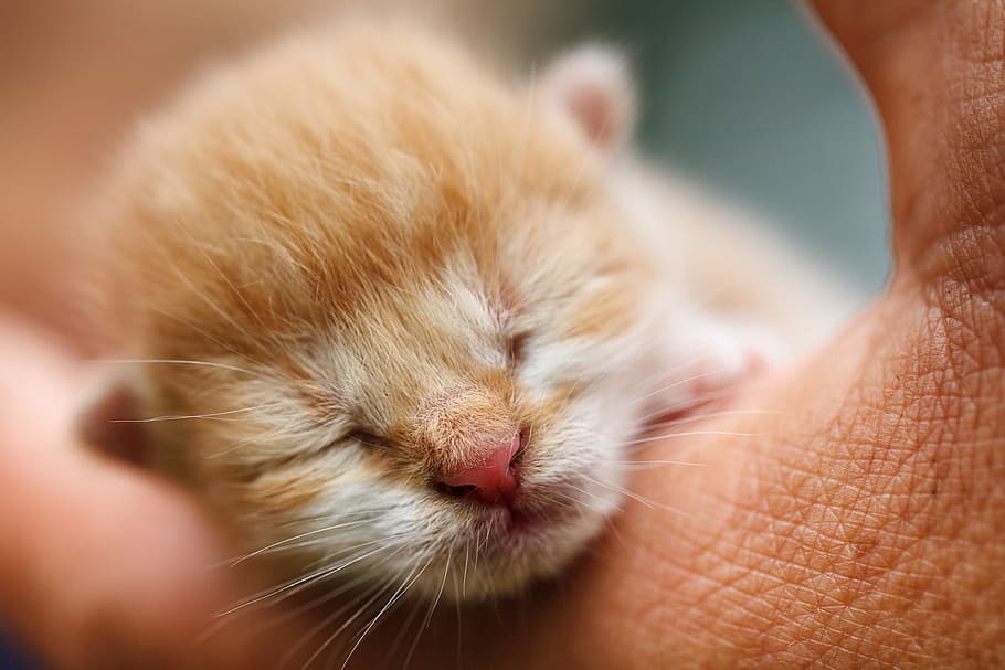 fotografía de lente de cambio de inclinación, naranja, atigrado, gatito, adorable, animal, bebé, gato, lindo, doméstico