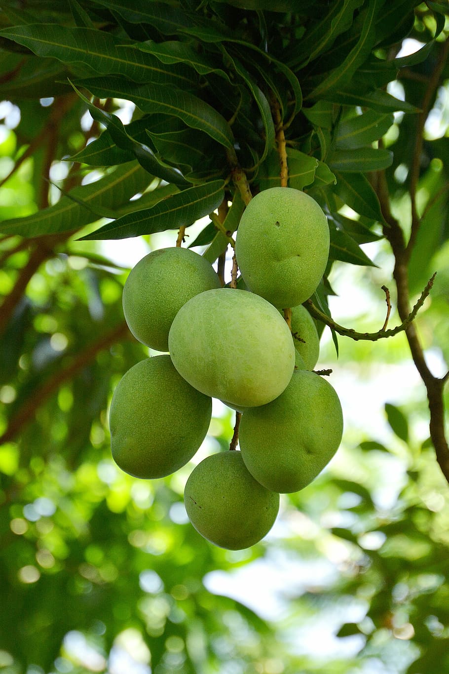 Free Download Mango Vegetable Food Tropical Fruit Plant Tropical Fruit Green Green