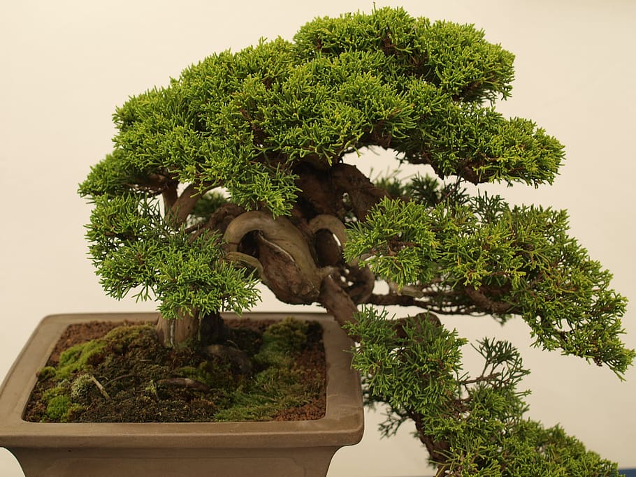 bonsai, tree, minature, japanese, plant, growth, bonsai tree, nature, green color, potted plant