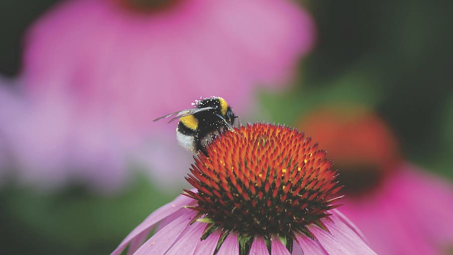 keriting, bertengger lebah, merah, kuncup bunga, lebah, serangga, makro, dekat, merapatkan, nektar
