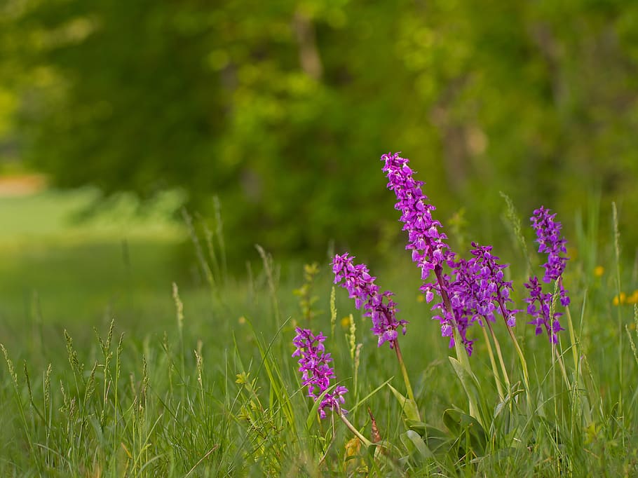 orquídea, flor silvestre, inflorescencia, flor puntiaguda, púrpura, como orquídea, planta silvestre, floración, Flor, planta floreciente