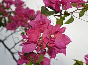 Page 6 | Royalty-free pink bougainvillea flowers photos free download |  Pxfuel