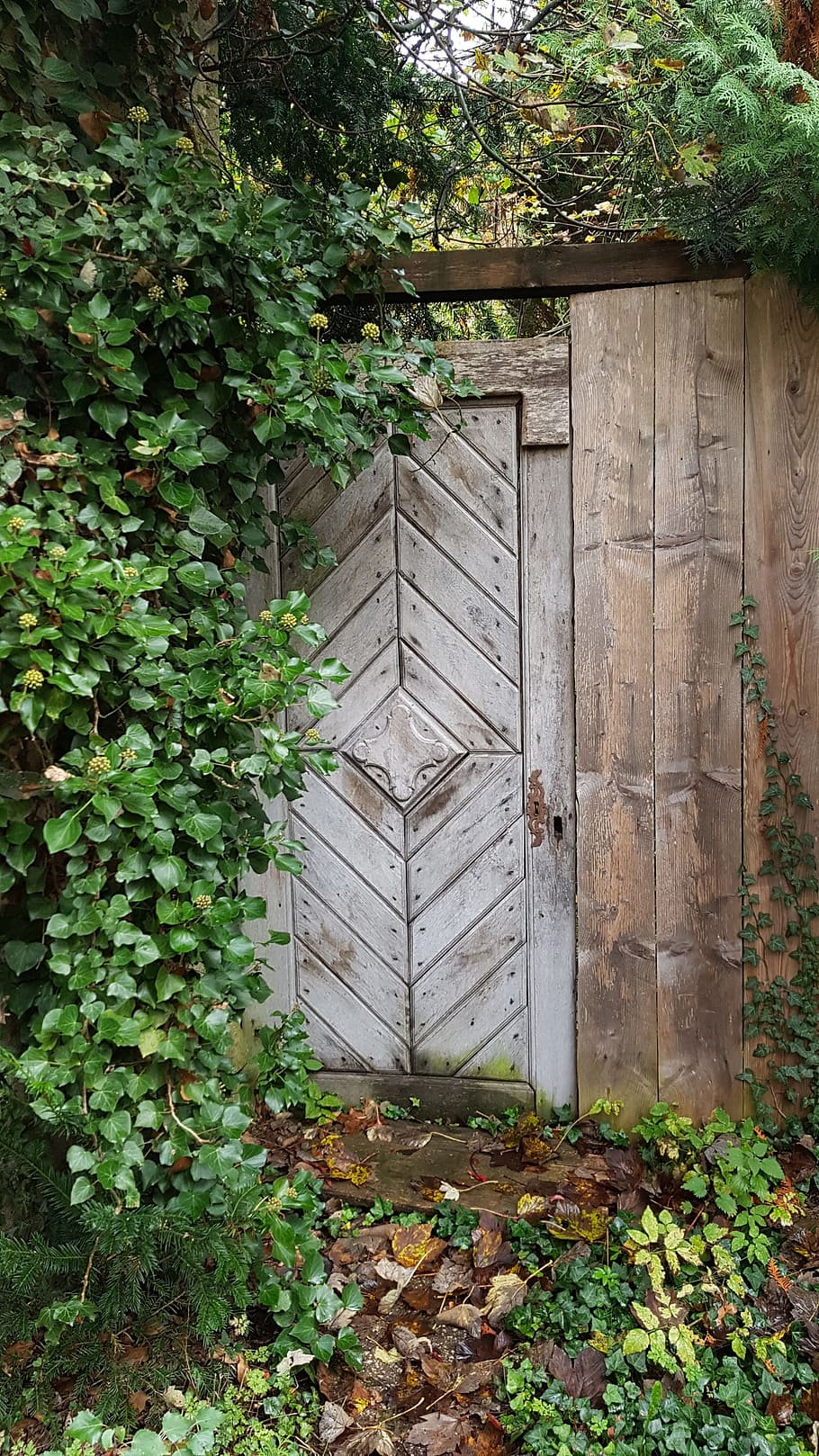 door, wooden door, garden, nature, wild, weathered ivy, plant, fouling, input, romantic