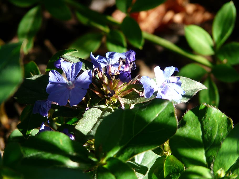 auriculata, blossom, bloom, blue, plant, chinese auriculata, ceratostigma willmottiana, horn scar, mouse ear, bleiwurzgewaechs