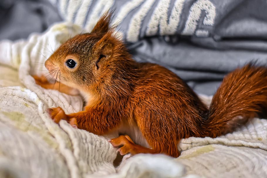 squirrel, baby, young animal, foundling, small, young, cute, rodent, furry, sitting