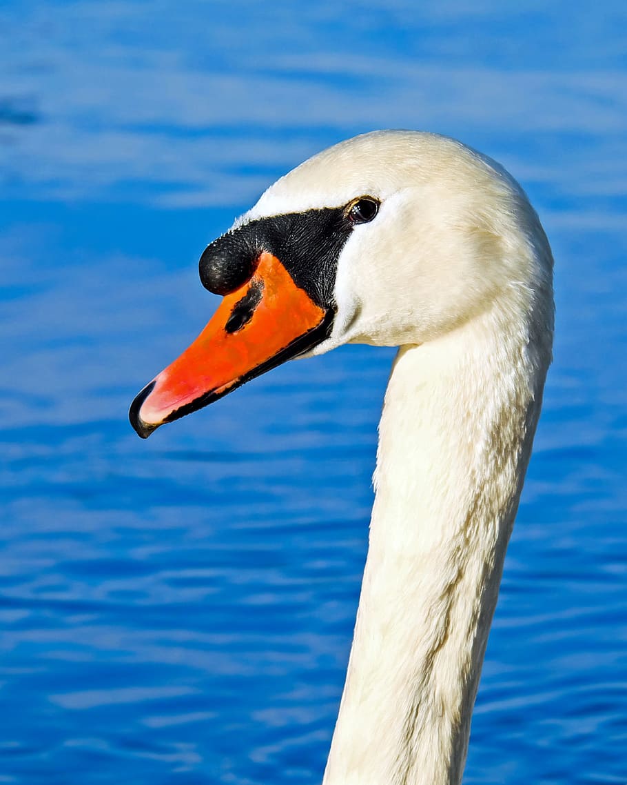 white, swan, tilt, shift, lens, proud to be a swan, pride, water bird, schwimmvogel, elegant