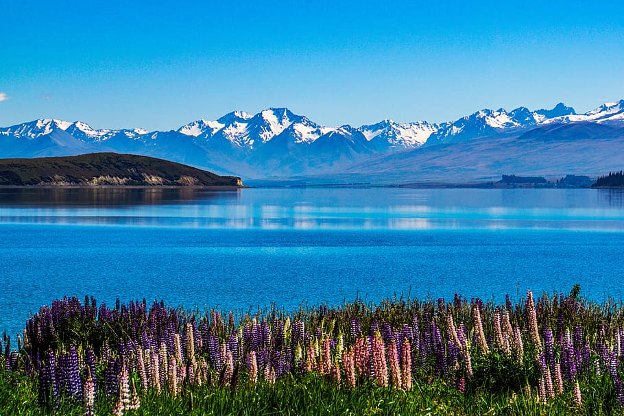 nova zelândia, sul, ilha, lago, água, azul, claro, tremoço, flor, primavera