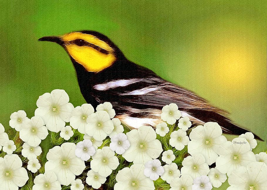 gray, yellow, bird perching, flower, warbler, bird, nature, painting, flowers, wildlife