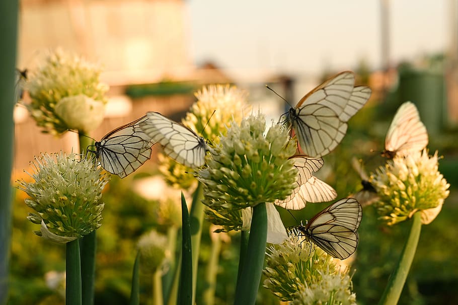 summer, invasion, butterflies, leeks, flower, flowering plant, animal wing, beauty in nature, butterfly - insect, insect