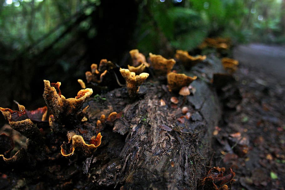 fungi, rotting, decay, rain forest, rot, woodland, trunk, organic, woods, forest