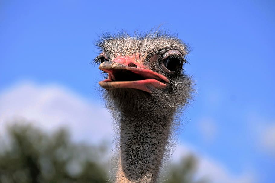 red, black, ostrich, head, the ostrich, grimace, view, stupid, bird, flightless
