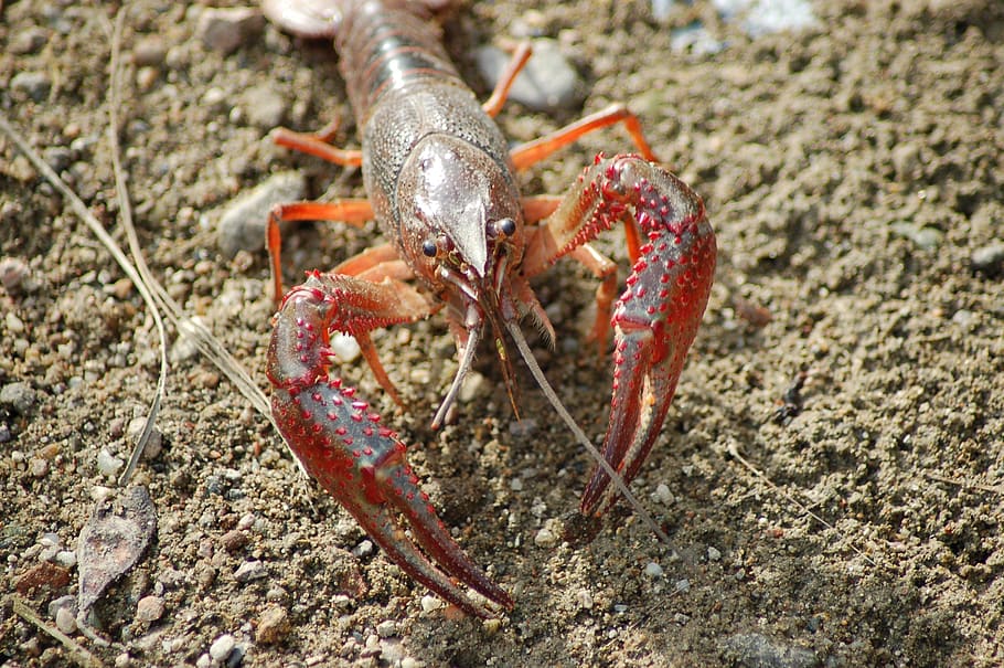 freshwater crayfish, shrimp killer, shrimp of louisiana, procambarus clarkii, chele, animal themes, animal, one animal, animal wildlife, animals in the wild