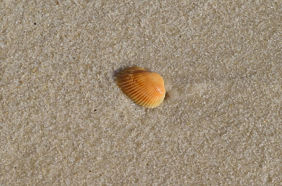yellow shell in wet sand, shell, sand, beach, travel, gulf of mexico, panama city beach, animal wildlife, animal, animals in the wild