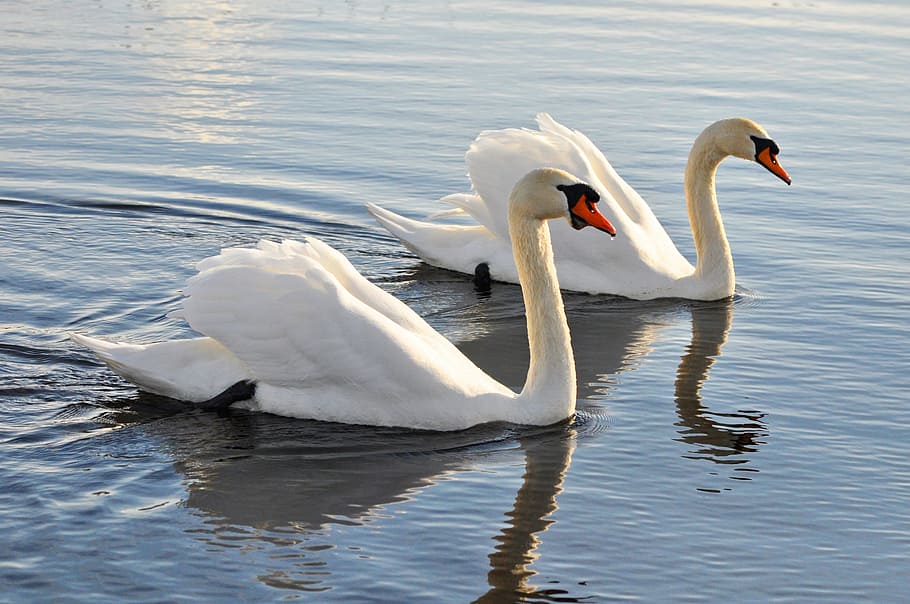 two, white, swans, swam, body, water, mute swan, swan, animal, bird