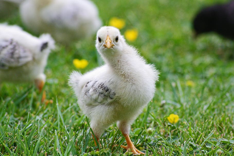 putih, ayam, rumput, anak ayam, musim semi, paskah, sarang, imut, hahn, telur