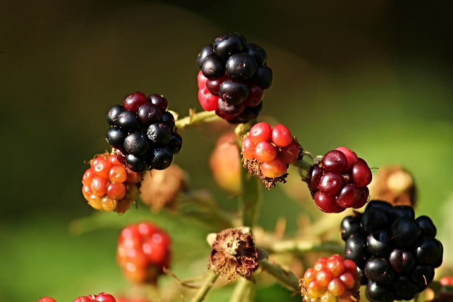 blackberries, wild, bramble, mature, nature, berries, red, fruit, plant, sweet