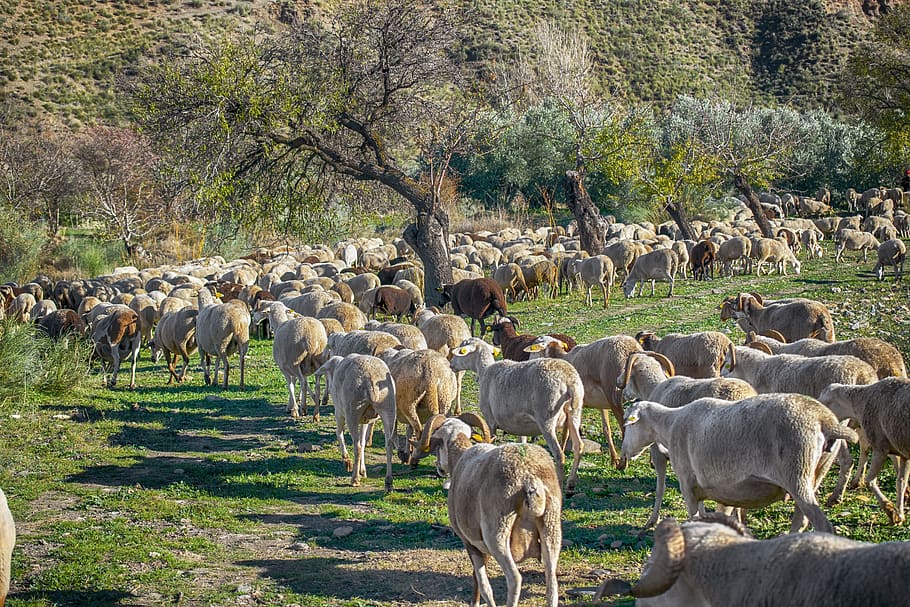 flock, sheep, pastures, prado, animal husbandry, livestock, graze, rural, mammal, animal themes