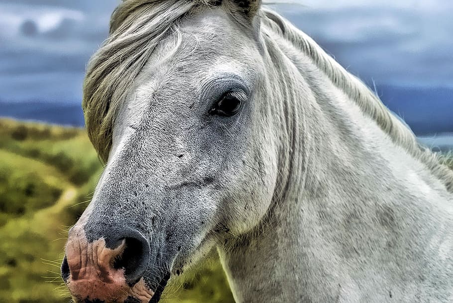 shallow, focus photography, gray, horse, horse head, animal, portrait, countryside, head, mane